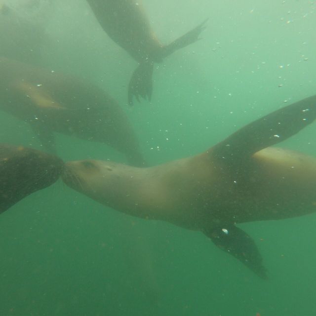 Swimming With Sea Lions in Lima - Itinerary and Experience