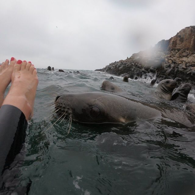Swimming With Sea Lions in Lima - Availability and Scheduling