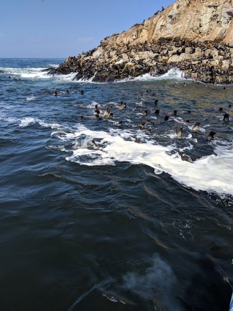 Swimming With Sea Lions in Lima - Cancelation and Refund Policy