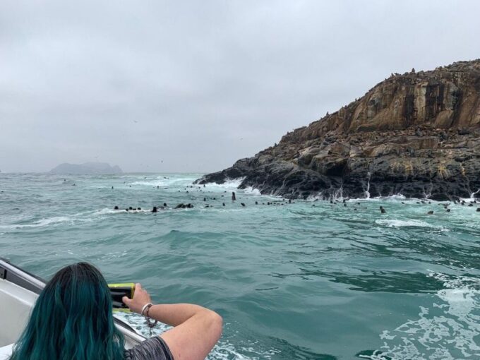 Swimming With Sea Lions in Lima - Important Considerations