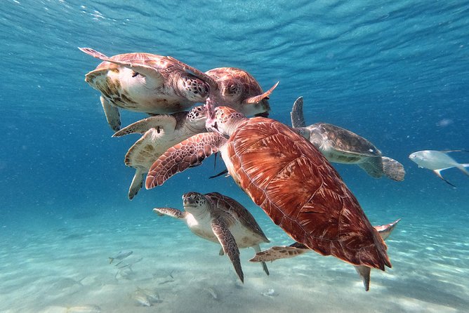 Swimming With Sea Turtles Incl. Pictures. Award Winner - Tour Overview and Details