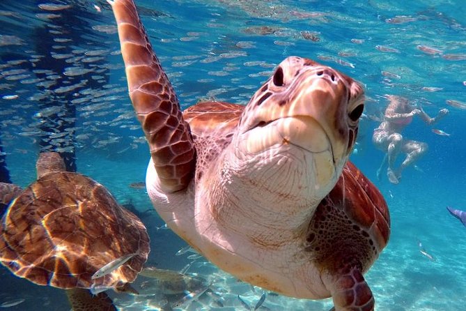 Swimming With Sea Turtles Incl. Pictures. Award Winner - Accessibility and Additional Information
