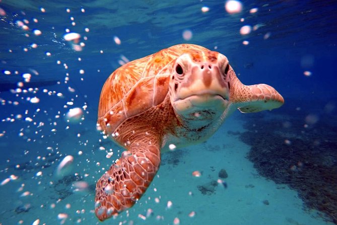 Swimming With Sea Turtles Incl. Pictures. Award Winner - Suggestions and Improvements