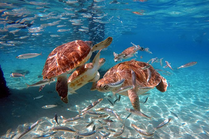 Swimming With Sea Turtles Incl. Pictures. Award Winner - Stunning Underwater Photography