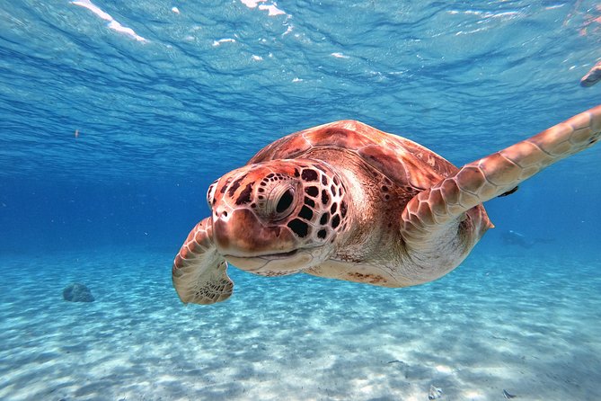 Swimming With Sea Turtles Incl. Pictures. Award Winner - Immersive Snorkeling Adventure