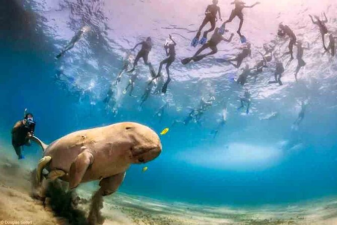 Swimming With Turtles & Dugong at Marsa Mubarak From Port Ghalib - Key Points