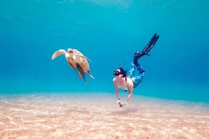 Swimming With Turtles & Dugong at Marsa Mubarak From Port Ghalib - Pickup Information