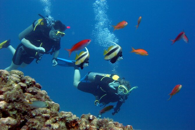 Swimming With Turtles & Dugong at Marsa Mubarak From Port Ghalib - Booking and Pricing