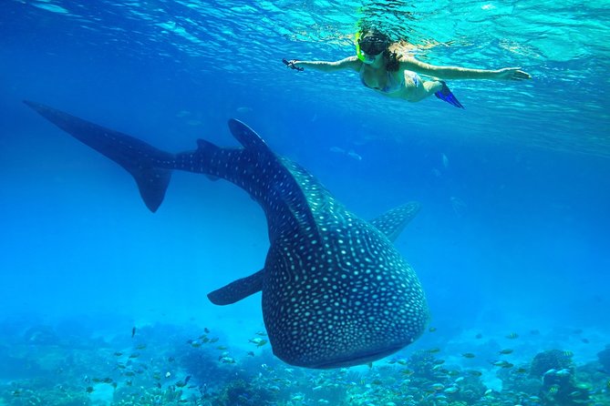 Swimming With Whale Sharks and Island-Hopping to Sumilon Island - Inclusions and Equipment