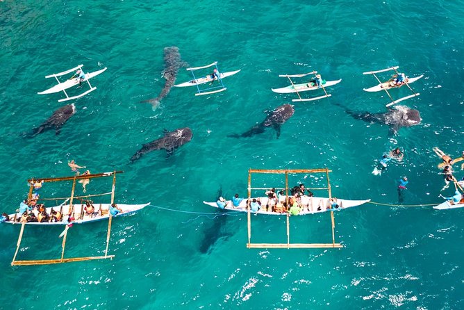 Swimming With Whale Sharks and Island-Hopping to Sumilon Island - Health and Safety Information
