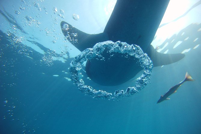 Swimming With Whale Sharks From Playa Del Carmen - Key Points