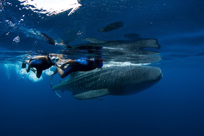 Swimming With Whale Sharks From Playa Del Carmen - Getting to the Meeting Point