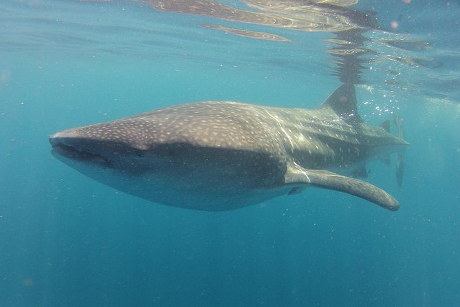 Swimming With Whale Sharks From Playa Del Carmen - Participant Suitability and Limitations