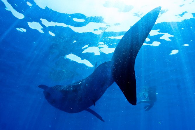 Swimming With Whale Sharks From Playa Del Carmen - Reviewing the Tour