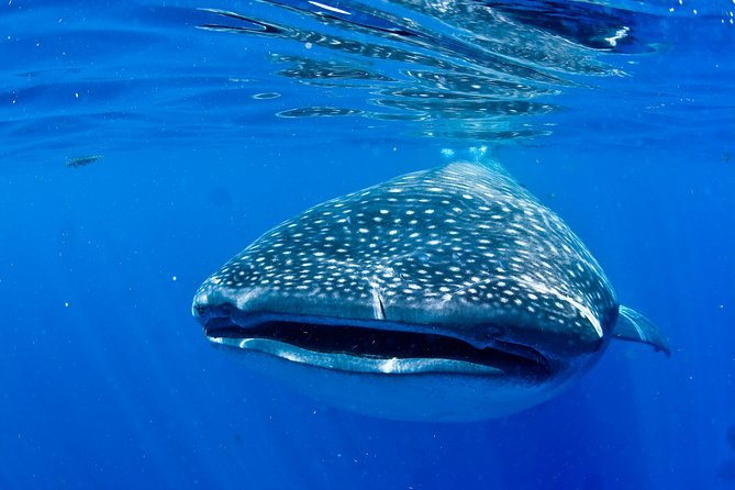Swimming With Whale Sharks From Playa Del Carmen - Additional Tips and Considerations