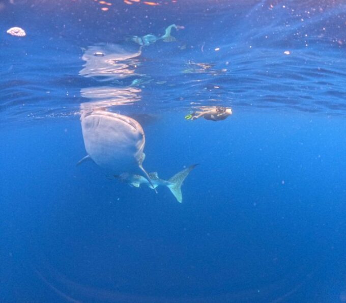 Swimming With Whale Sharks in Sumbawa - Tour Guide Information