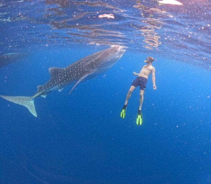 Swimming With Whale Sharks in Sumbawa - Frequently Asked Questions