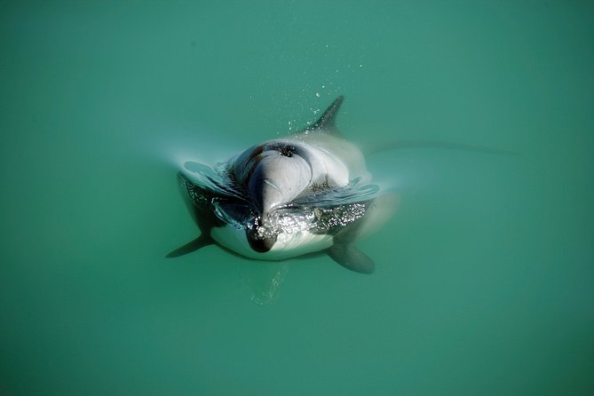 Swimming With Wild Dolphins in Akaroa - Intimate Dolphin Encounter