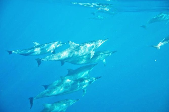 Swimming With Wild Dolphins & Whale Watching With Transportation - Pickup and Meeting Details