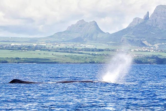 Swimming With Wild Dolphins & Whale Watching With Transportation - Dolphin and Whale Sighting Chances