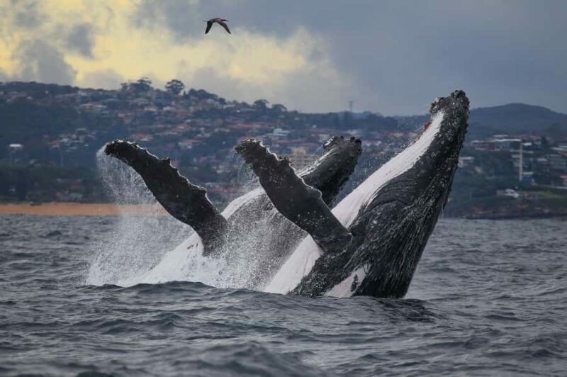 Sydney: 2.5-Hour Discovery Whale Watching Tour by Catamaran - A Quick Look at the Experience