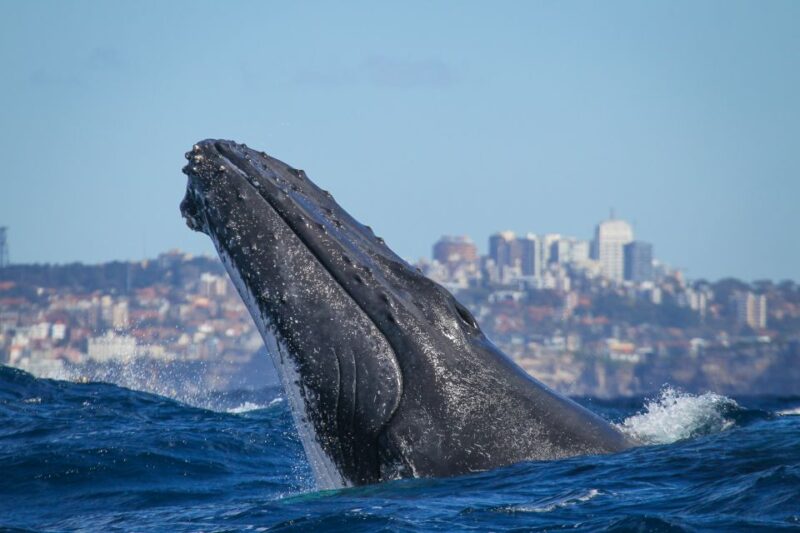 Sydney: 2-hour Express Whale Watching Cruise - Key Points