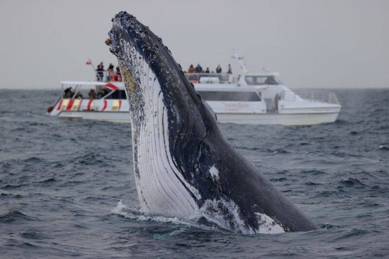 Sydney: 2-hour Express Whale Watching Cruise - Cruise Duration and Speeds