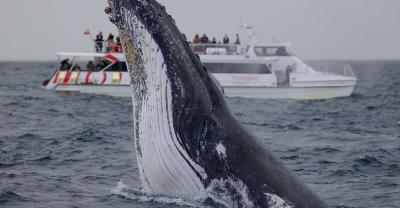 Sydney: 2-hour Express Whale Watching Cruise - Onboard Amenities and Facilities