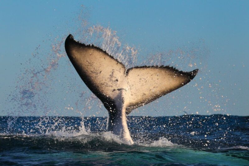 Sydney: 2-hour Express Whale Watching Cruise - Whale Watching Guarantee