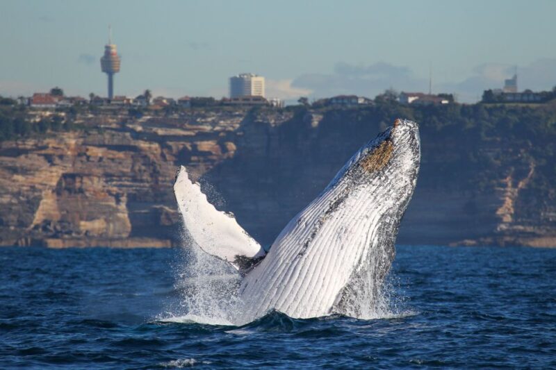 Sydney: 2-hour Express Whale Watching Cruise - Scenic Views of Sydney
