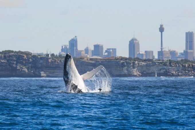 Sydney: 2-hour Express Whale Watching Cruise - Recap