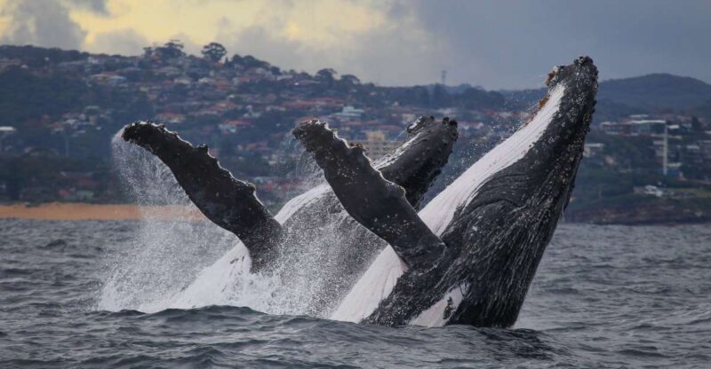 Sydney: 3-Hour Whale Watching Tour by Catamaran - Activity Highlights