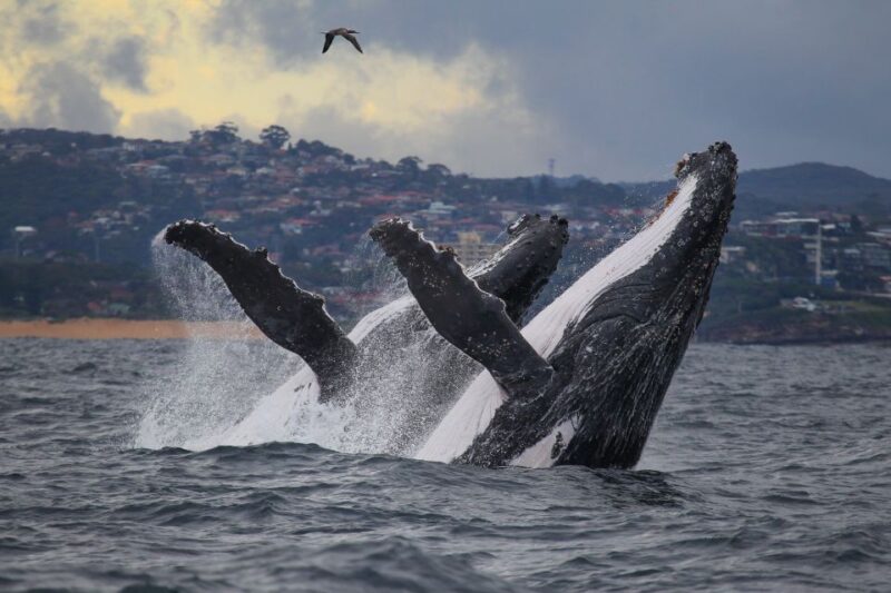 Sydney: 3-Hour Whale Watching Tour by Catamaran - Experiential Highlights