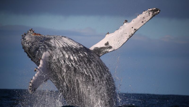 Sydney: 3-Hour Whale Watching Tour by Catamaran - Customer Feedback