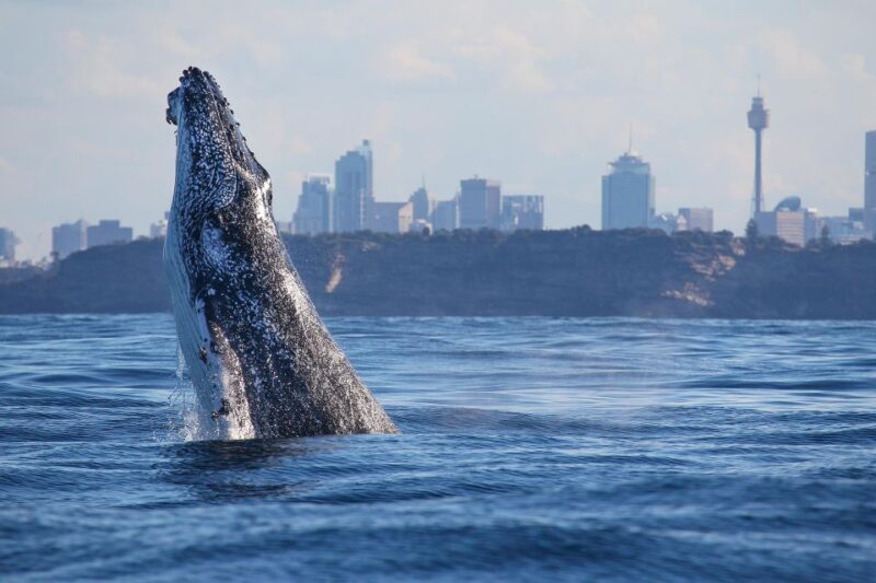 Sydney: 3-Hour Whale Watching Tour by Catamaran - Meeting Points