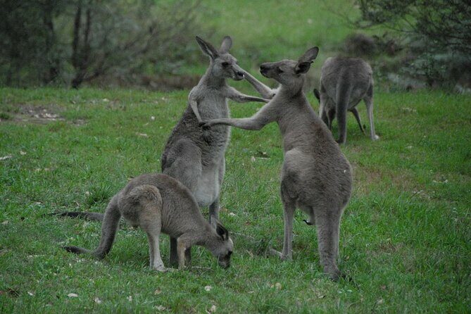Sydney and Blue Mountains in One Day Private Tour - The Practicalities and What You Get for Your Money