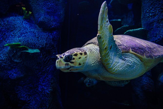 Sydney Attractions Pass: SEA LIFE Aquarium, Sydney Tower Eye, WILD LIFE Zoo and Madame Tussauds - Interacting With Madame Tussauds