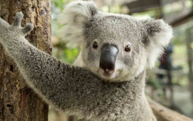 Sydney: Blue Mountains & Featherdale Wildlife Park Day Trip - Frequently Asked Questions
