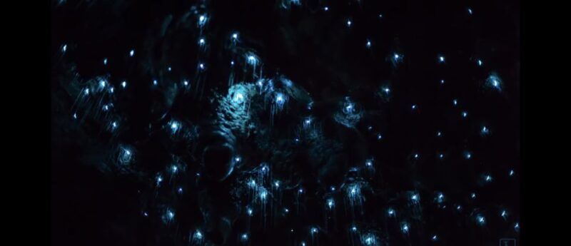 Sydney: Blue Mountains Glow Worms Wild Adventure by Night - Pricing