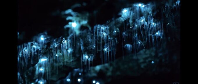 Sydney: Blue Mountains Glow Worms Wild Adventure by Night - Transportation and Pickup
