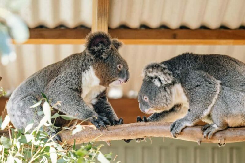Sydney: Blue Mountains Tour with Wildlife Park & Waterfalls - An Introduction to the Tour Experience