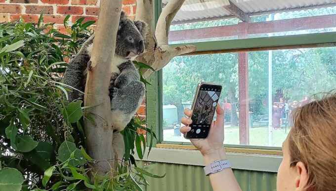 Sydney: Blue Mountains Waterfalls and Koalas Late Start Tour - Panoramic Vistas