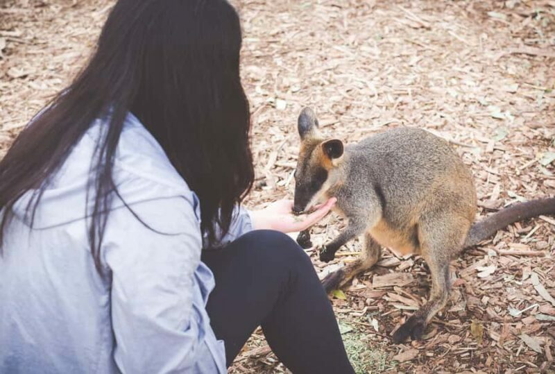 Sydney: Blue Mountains Wildlife & Bushwalk Small-Group Tour - What You Can Expect on This Tour