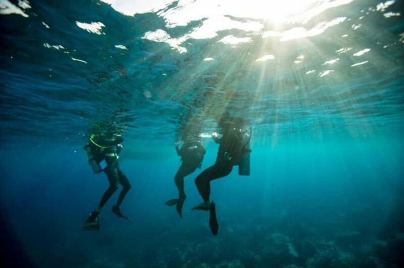 Sydney: Discover Scuba Dive at Australia's most Iconic Beach - The Marine Life and Underwater Environment