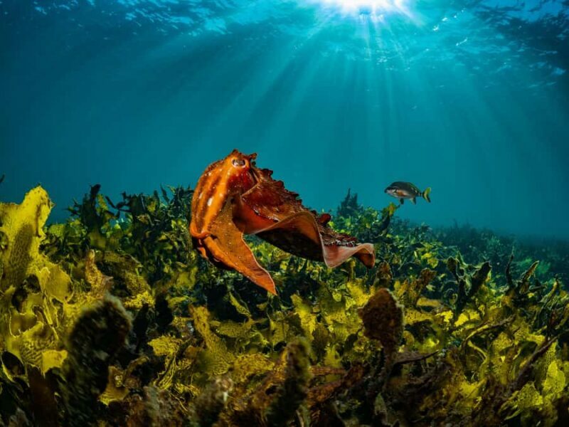 Sydney: Discover Scuba Dive at Australia's most Iconic Beach - The Guides and Their Impact