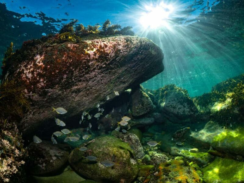 Sydney: Discover Scuba Dive at Australia's most Iconic Beach - Value for Money