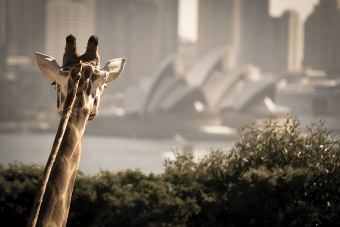 Sydney Harbour 2-Day Hop on Hop off Cruise With Taronga Zoo Entry - Traveler Feedback and Ratings