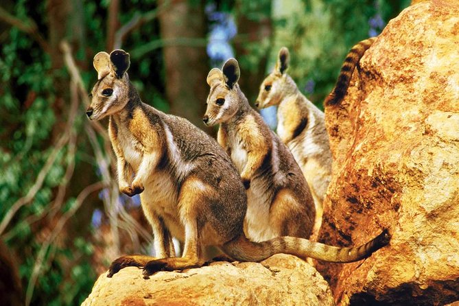Sydney Harbour 2-Day Hop on Hop off Cruise With Taronga Zoo Entry - Tips for the Best Cruise Experience
