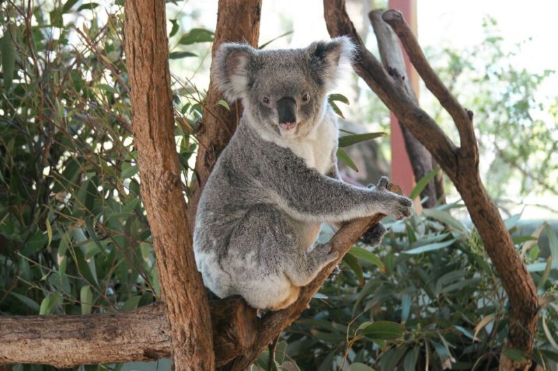 Sydney: Harbour Cruise and Taronga Zoo - Transportation Details