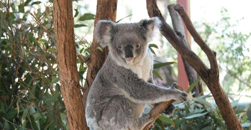 Sydney: Harbour Cruise and Taronga Zoo - Accessibility Information